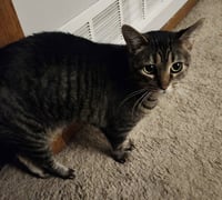 Tabitha - Photo 1