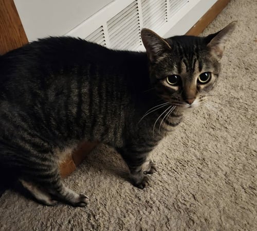 TABITHA - Domestic Short Hair available for adoption