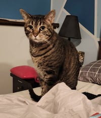 Tabitha - Photo 2