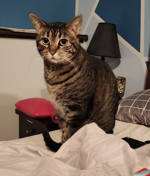 TABITHA - Domestic Short Hair available for adoption