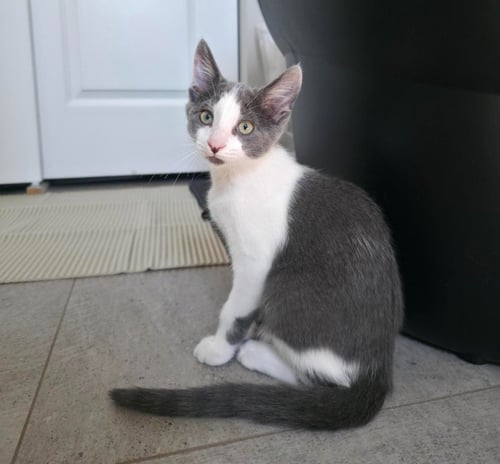SILVER - Domestic Short Hair for adoption in St. Paul