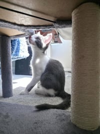 Silver - Photo 4