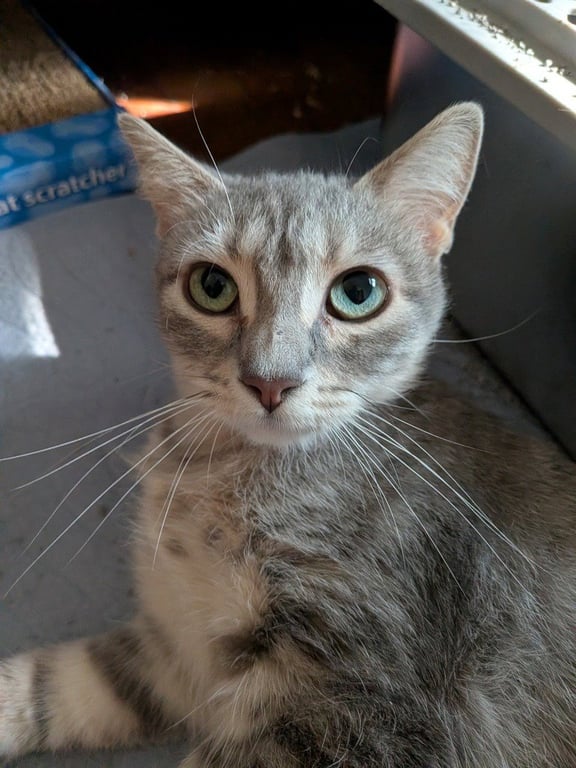 Twyla Image
