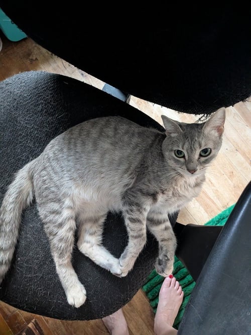TWYLA - Domestic Short Hair available for adoption