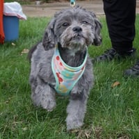 Ivy - Photo 3