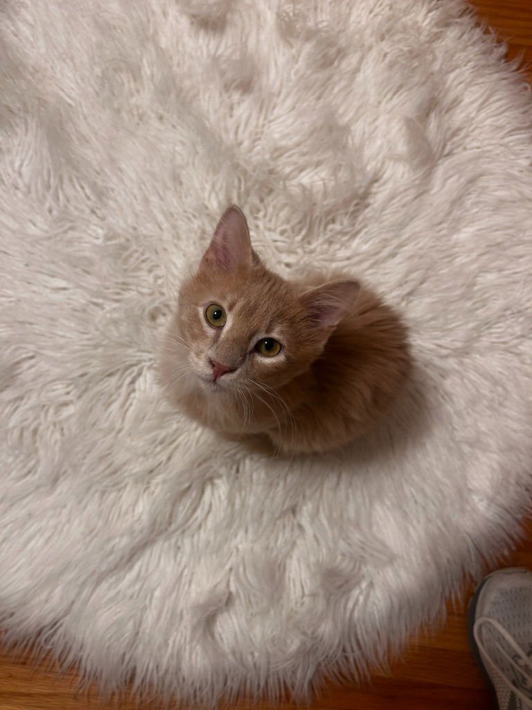 LENNY-NO LONGER ACCEPTING APPS - American Shorthair available for adoption