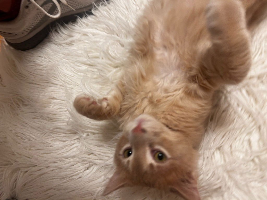 LENNY-NO LONGER ACCEPTING APPS - American Shorthair available for adoption