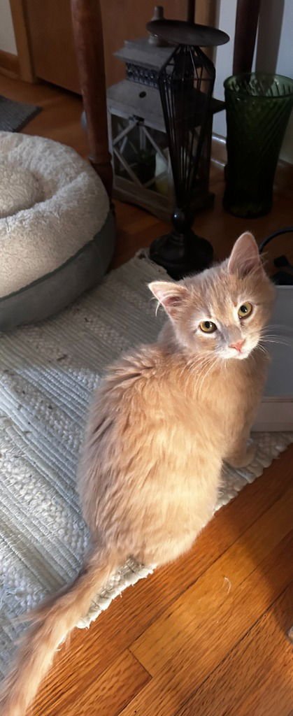 Lenny-No longer accepting apps - Photo 3