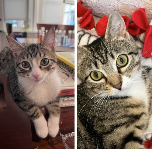 AQUA / SPLASH - Domestic Short Hair available for adoption