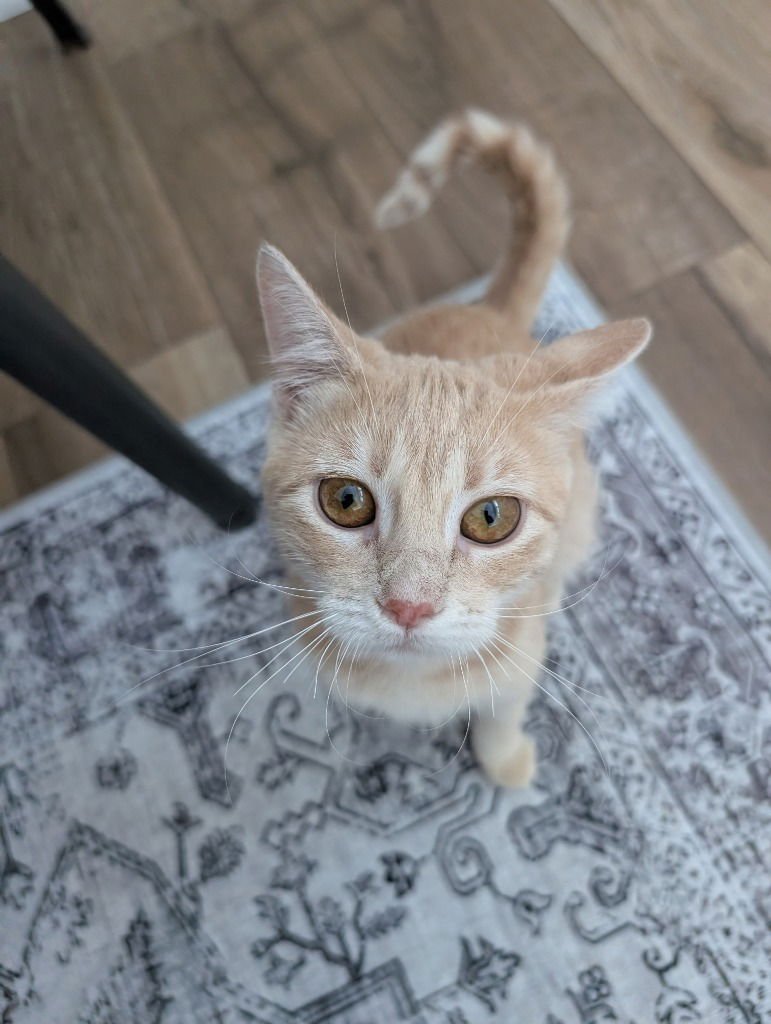 MAPLE-PENDING ADOPTION - Domestic Short Hair available for adoption