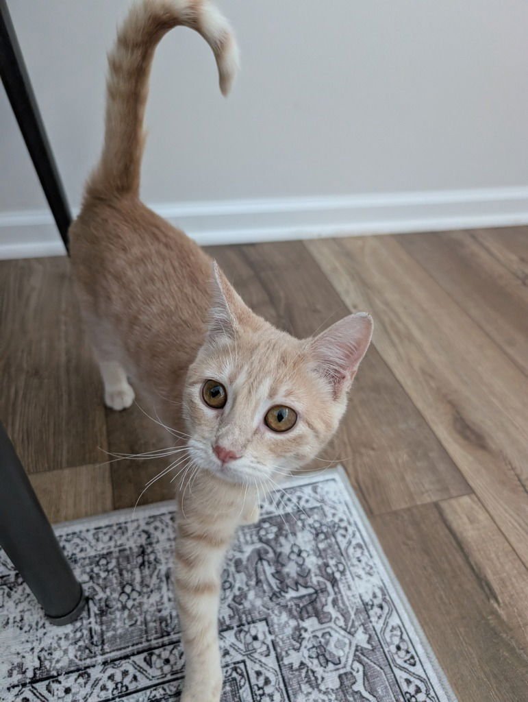 Maple-Pending Adoption - Photo 4