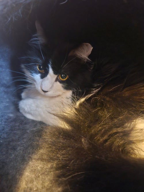 TITAN - Domestic Short Hair for adoption in St. Paul