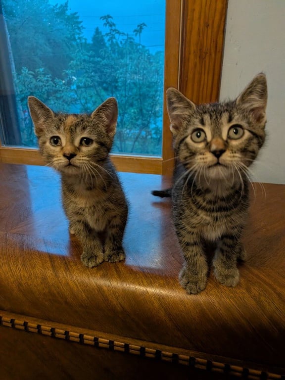 Flynt-Pending Adoption / Fern-Pending Adoption Image