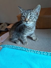 Flynt-Pending Adoption / Fern-Pending Adoption - Photo 2