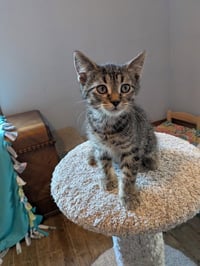 Flynt-Pending Adoption / Fern-Pending Adoption - Photo 3