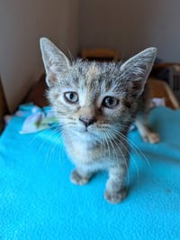 Flynt-Pending Adoption / Fern-Pending Adoption - Photo 4