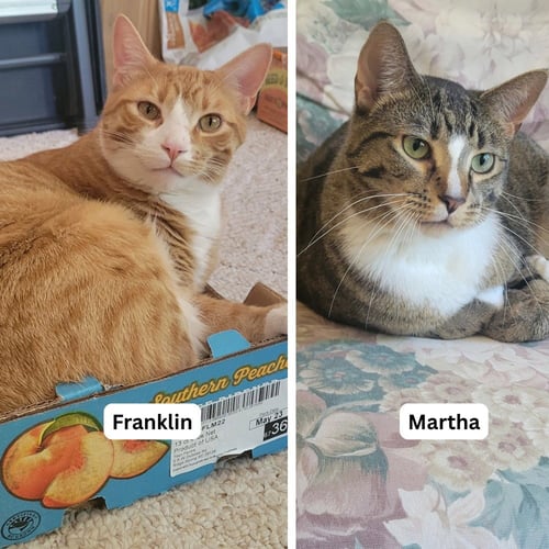 MARTHA / FRANKLIN - Domestic Short Hair available for adoption