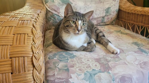 MARTHA / FRANKLIN - Domestic Short Hair available for adoption