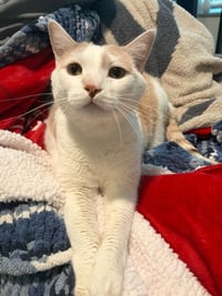 Two Tone - Pending Adoption - Photo 1