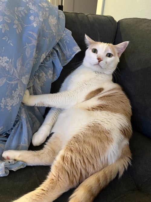 TWO TONE - PENDING ADOPTION - Domestic Short Hair available for adoption