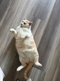 Two Tone - Pending Adoption - Photo 3