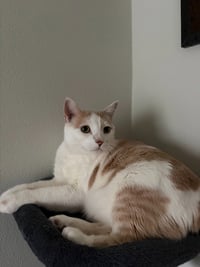 Two Tone - Pending Adoption - Photo 4