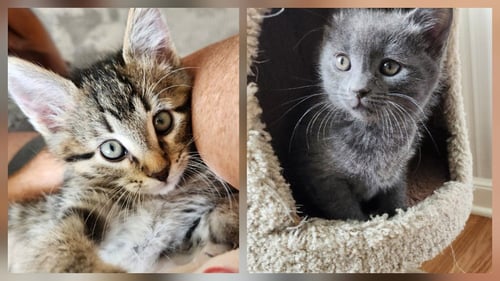 PJ - PENDING / BLUE JEAN - PENDING - Domestic Short Hair available for adoption