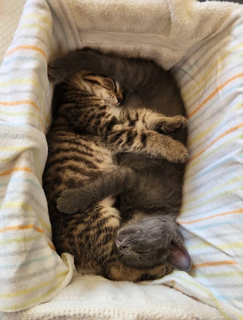 PJ - PENDING / BLUE JEAN - PENDING - Domestic Short Hair available for adoption
