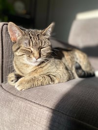 Seven - Pending Adoption - Photo 3