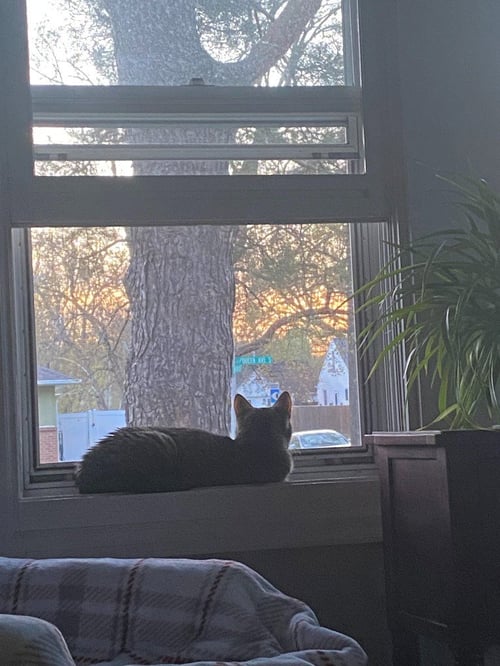 SEVEN - Domestic Short Hair available for adoption