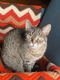 Seven - Pending Adoption - Photo 2