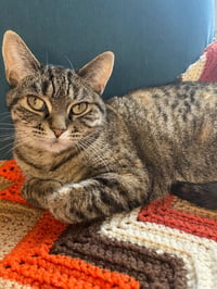 Seven - Pending Adoption - Photo 1