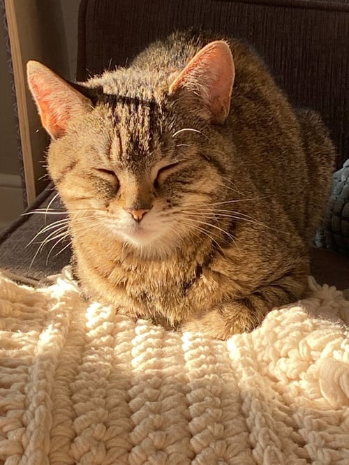 SEVEN - Domestic Short Hair available for adoption
