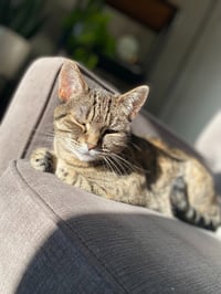 Seven - Pending Adoption - Photo 4