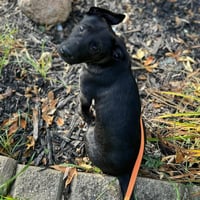 Bumper - Photo 3