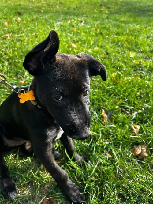 BUMPER - German Shepherd Dog / Labrador Retriever available for adoption