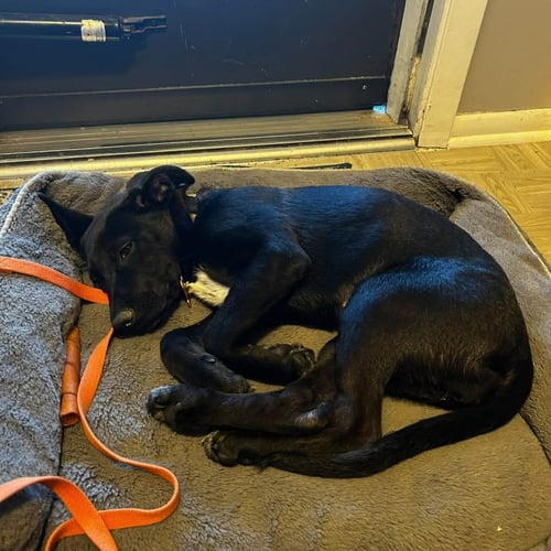 BUMPER - German Shepherd Dog / Labrador Retriever available for adoption