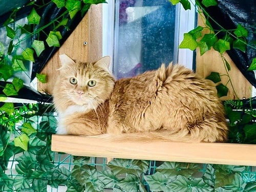 JADE - Domestic Short Hair available for adoption