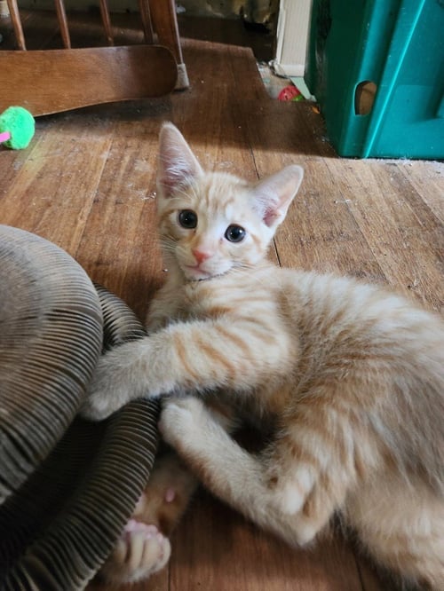 MACCHIATO-PENDING ADOPTION - Domestic Short Hair available for adoption