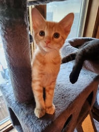 Macchiato-Pending Adoption - Photo 2