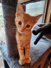 Macchiato-Pending Adoption - Photo 3