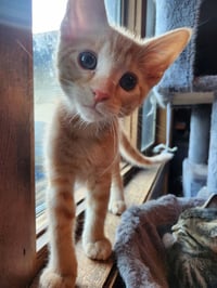Macchiato-Pending Adoption - Photo 4