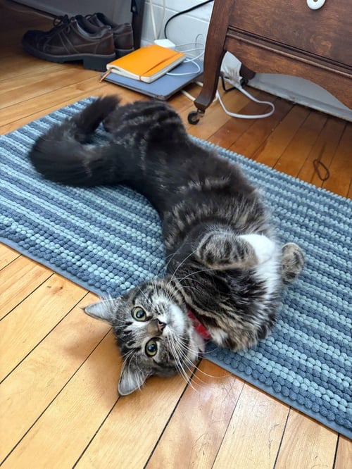 BAILEY - Domestic Medium Hair available for adoption