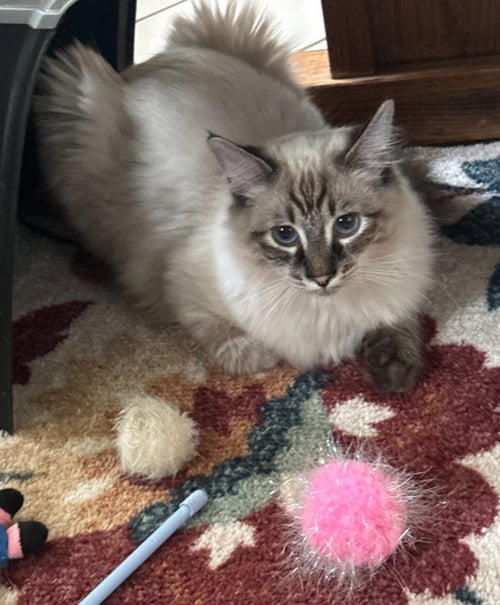 GERALD - NO LONGER ACCEPTING APPS - Siamese available for adoption