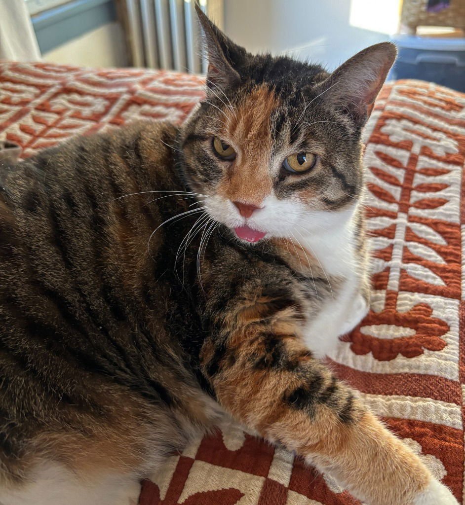 PAUCHIE - Domestic Short Hair available for adoption