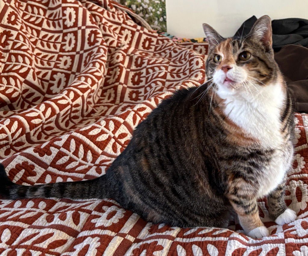 PAUCHIE - Domestic Short Hair available for adoption