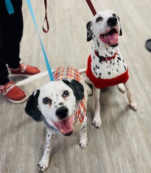 CHECKERS / CAMO - Dalmatian for adoption in St. Paul