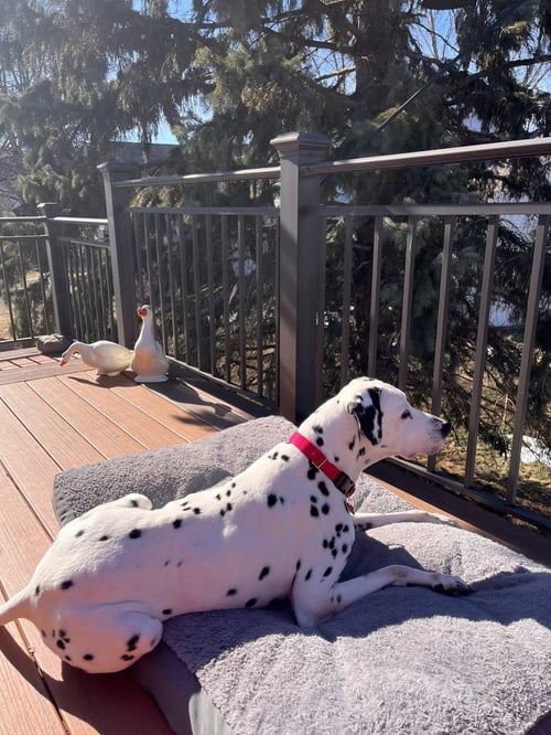 CHECKERS / CAMO - Dalmatian available for adoption