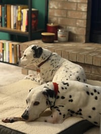 Checkers / Camo - Photo 4