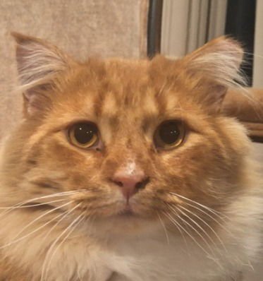 ERIK THE RED (SPECIAL NEEDS) - Domestic Long Hair available for adoption